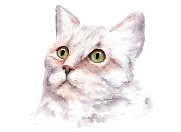 Acuarela dibujo de un gato con ojos brillantes — Foto de Stock