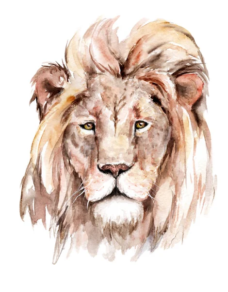 Watercolor drawing of a lions head, mane, sketch — ストック写真