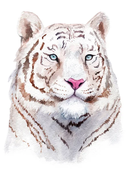 Szkicu Rysunku Akwarela Biały Tygrys Głowa — Zdjęcie stockowe