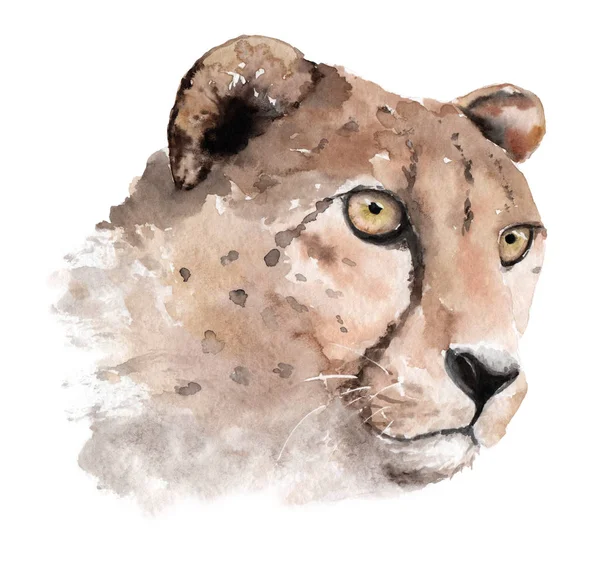 Akwarela, rysunek, szkic, kaganiec, głowy, Zwierzęta Gepard — Zdjęcie stockowe