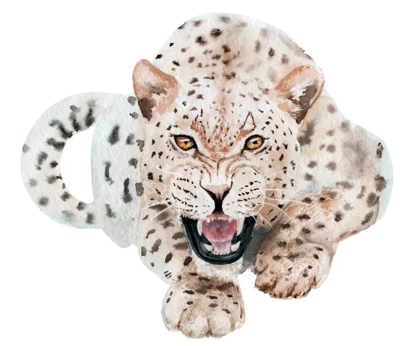 Ακουαρέλα σχέδιο ζώων leopard, επιθετική, δόντια, σκίτσο — Φωτογραφία Αρχείου