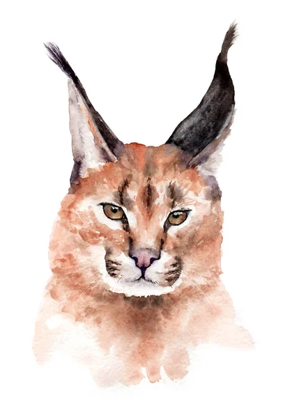 Acuarela dibujo de un animal: caracal, género caracal —  Fotos de Stock