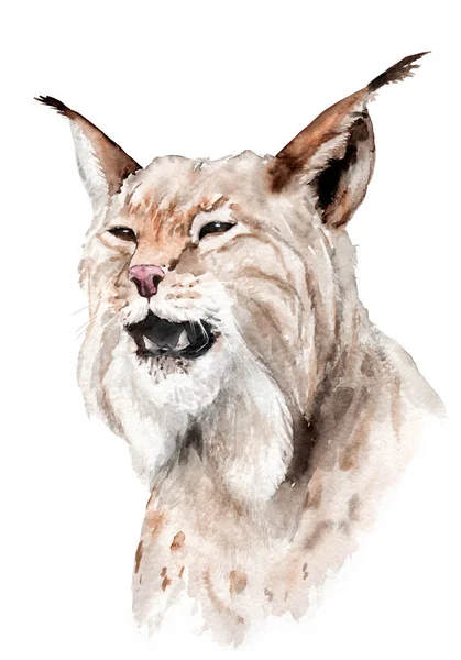 Desenho a aquarela de um animal: lince, gênero de lince — Fotografia de Stock