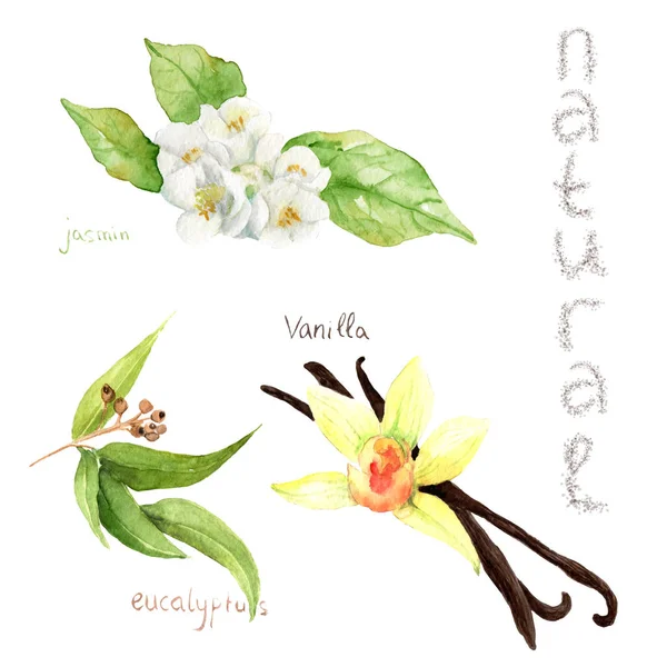 Akwarele rysunki kosmetyków naturalnych: jaśmin, eukaliptus, wanilia — Zdjęcie stockowe
