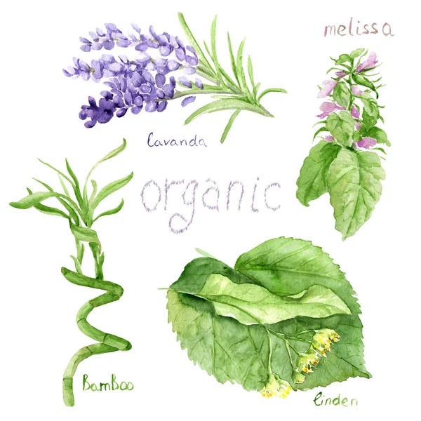 Desenhos a aquarela de cosméticos naturais: lavanda, bambu, melissa, tília — Fotografia de Stock