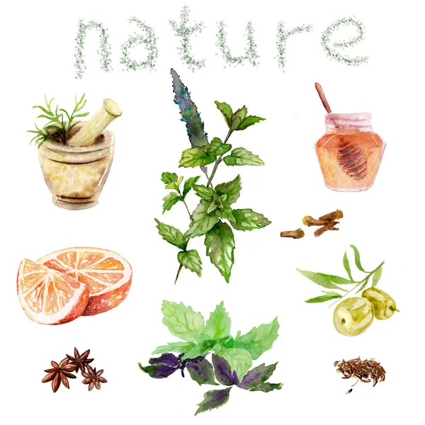 Desenhos a aquarela de cosméticos naturais: hortelã, manjericão, mel, azeitonas, laranja — Fotografia de Stock