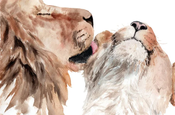 Aquarela pintura leões casal no amor. beijar o leão — Fotografia de Stock
