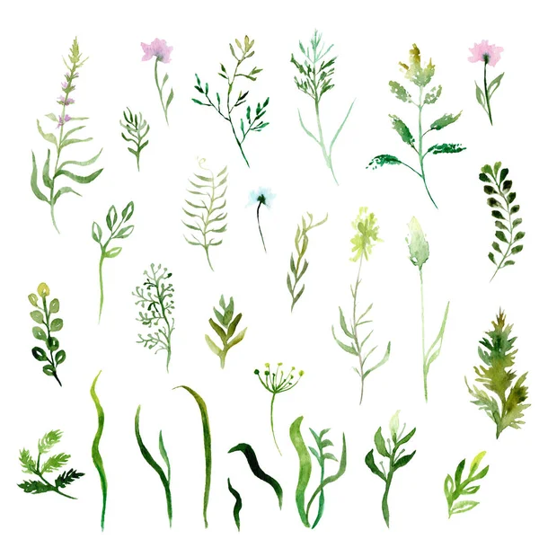 Sulu Boya Çizim Birtakım Yabani Bitkiler Çiçekler — Stok fotoğraf