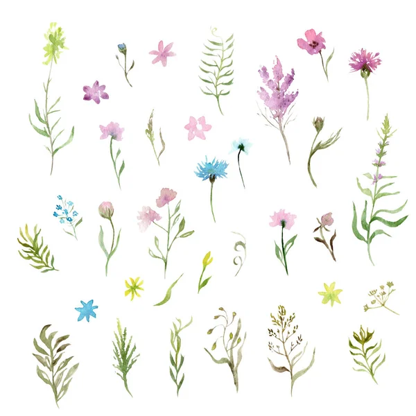 Desenho Aquarela Conjunto Gramíneas Flores Selvagens — Fotografia de Stock