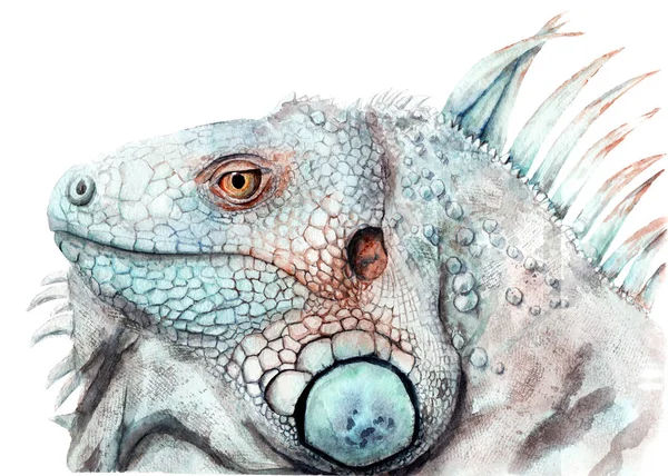 Akwarela rysunek zwierząt - kolor iguana, szkic — Zdjęcie stockowe