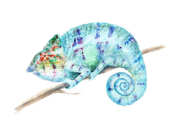 Dessin aquarelle d'un animal - caméléon coloré — Photo