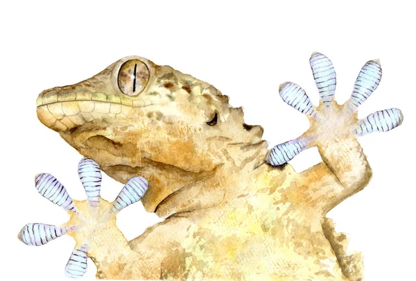 Watercolor drawing of animal: gecko, bottom view — Stock Photo, Image