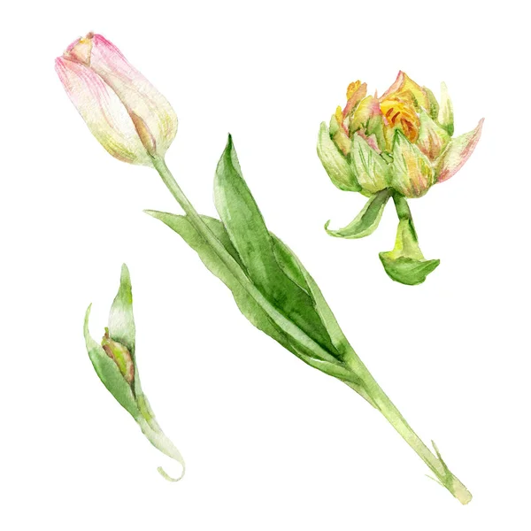 Akvarell teckningar - en tulpan i ett avsnitt, Detaljer för en blomma, kronblad av en lupan, blad — Stockfoto
