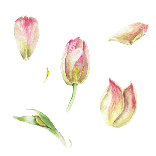 Aquarellzeichnungen - eine Tulpe in einem Ausschnitt, Details einer Blume, Blütenblätter eines Lupans, Blätter — Stockfoto