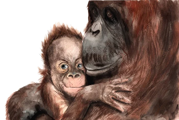 Sulu Boya - hayvan - orangutan bebek ile çizim, eskiz