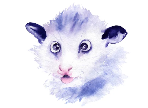 Watercolor drawing of an animal - small possum — Stock Photo, Image