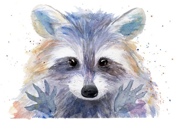 Dessin aquarelle d'un animal - raton laveur coloré — Photo