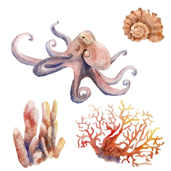 Dibujos de acuarela sobre el tema marino pulpo, coral, concha —  Fotos de Stock