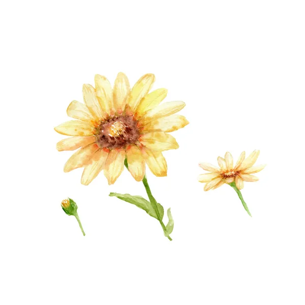 Акварельні креслення квітів-пустеля соняшниковий набір — стокове фото