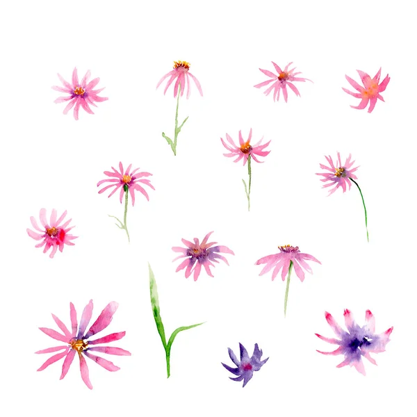 Desenho a aquarela de flores - rosa e roxo Echinacea — Fotografia de Stock