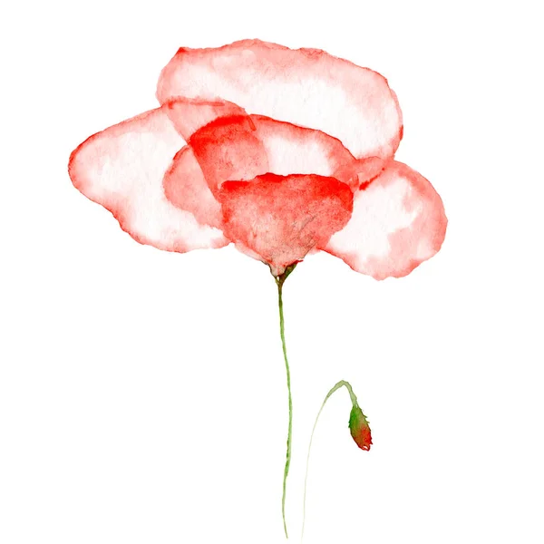Akvarell rajza virágok-piros átlátszó mák — Stock Fotó