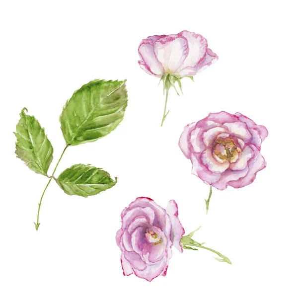 Aquarel tekening van Wild Rose, set van Bud, Leaf — Stockfoto