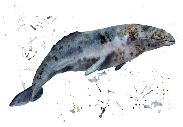 Akvarel živočišně šedá velryba, Eschrichtius odolnost — Stock fotografie