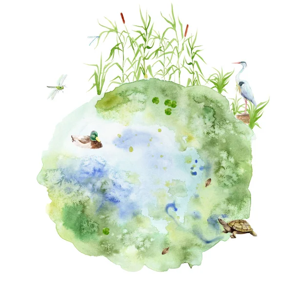 수채화 그림 연못 - 갈대, 걸레, 돌 연못, 오리, 크레인, 거북이와 구성 — 스톡 사진
