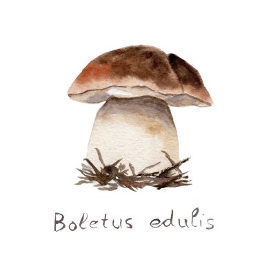 orman mantar suluboya çizim - beyaz mantar