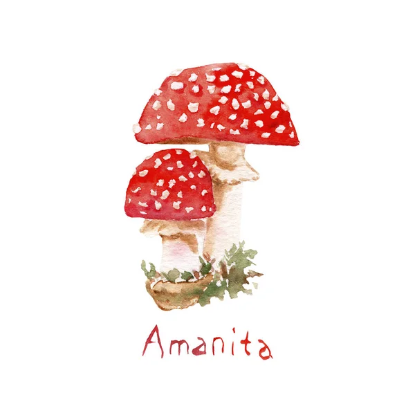 Akwarela rysunek trujące grzyby-toadstołek Amanita, Fly muchomor — Zdjęcie stockowe