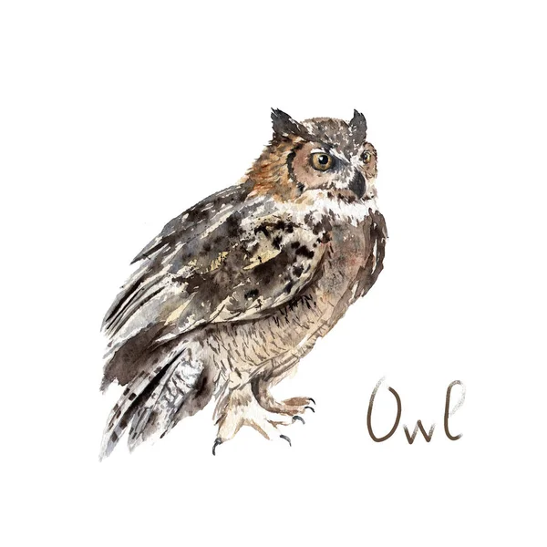 Watercolor drawing of a forest animal - owl — Stock Photo, Image