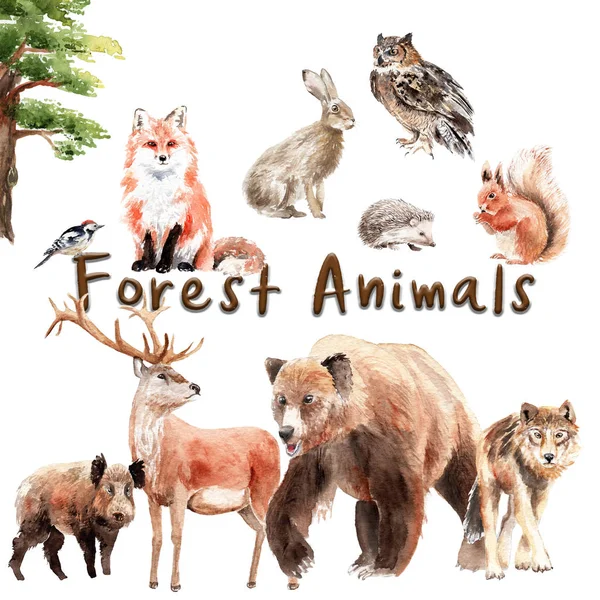 Акварельний набір лісових тварин: акварельний набір лісових тварин: ведмідь, вовк, лисиця, заєць, сова, кабан, олень — стокове фото