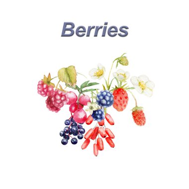 yabani çilek suluboya kompozisyon: çilek, böğürtlen, greenberry, kuşburnu, ahududu, böğürtlen