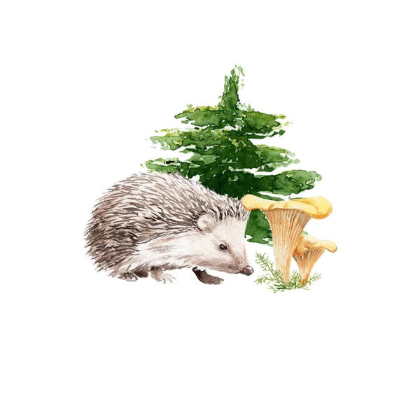 Conjunto de floresta aquarela: ouriço com cogumelos e abeto — Fotografia de Stock