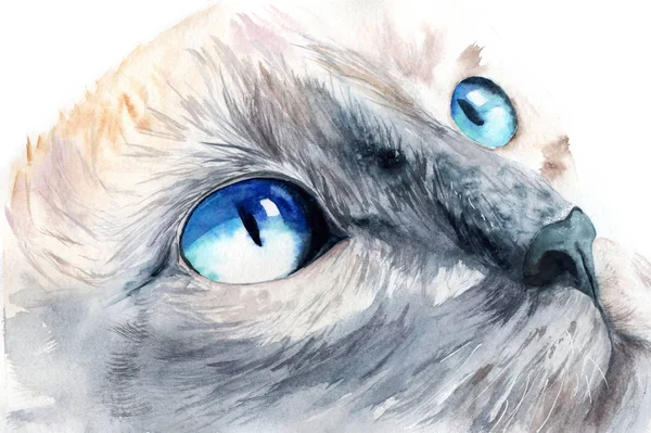 Aquarel tekening van een kat gezicht met blauwe ogen — Stockfoto