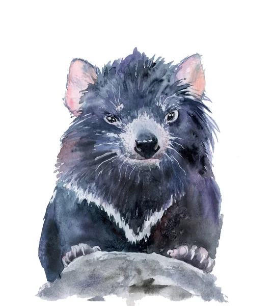 Akvarell rajz egy állat-Tasmanian Devil — Stock Fotó