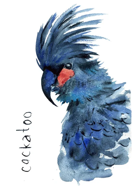 Akvarell rajza egy ausztrál papagáj-fekete Kakadu — Stock Fotó