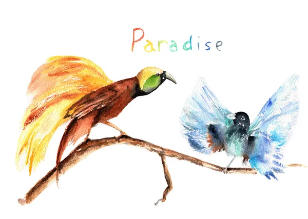 Akvarell teckning av australiska fåglar-paradis, Paradisaeidae — Stockfoto