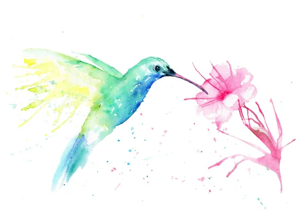 Dessin aquarelle d'un colibri avec une fleur — Photo