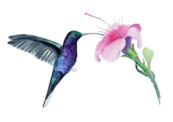 一只蜂鸟与花的水彩画 — 图库照片