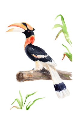 bir kuş suluboya çizim - hint kalao veya hornbill
