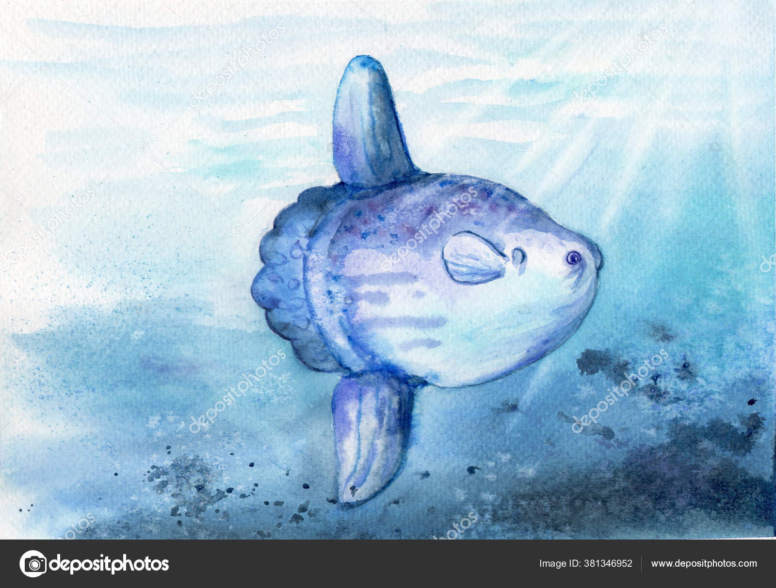 Watercolor Drawing Big Moon Fish Mola Ocean Sunfish Water Background Stock  Illustration by ©toshka81 #381346952