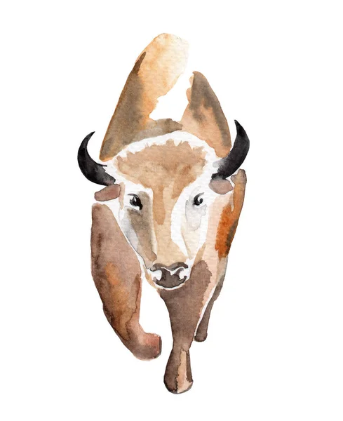El dibujo de acuarela de la mancha animal - el bisonte corre a nosotros —  Fotos de Stock