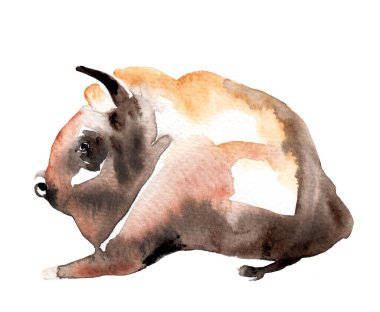 Bir hayvan lekesinin suluboya çizimi. Bizon sırt üstü uzanıyor.