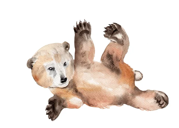 Akvarell rajz egy erdei állat - barna medve — Stock Fotó