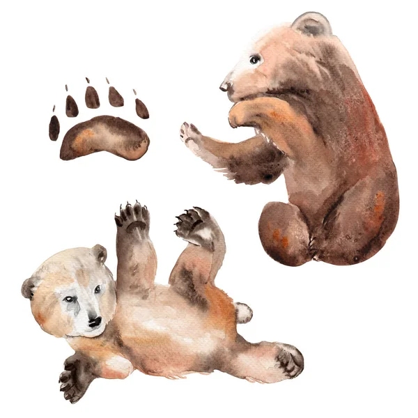 Dessin à l'aquarelle des animaux - ours en peluche et empreinte — Photo