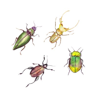 Bir böceğin suluboya çizimi - parlak böcek, izole edilmiş set, çizim