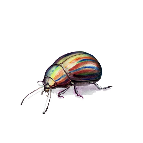 昆虫の水彩画 明るい甲虫 孤立したスケッチ — ストック写真