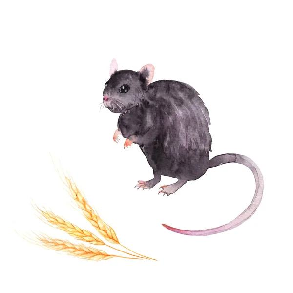 Rysunek Akwarela Zwierzęcia Mysz Polna Ziarna Szkic — Zdjęcie stockowe