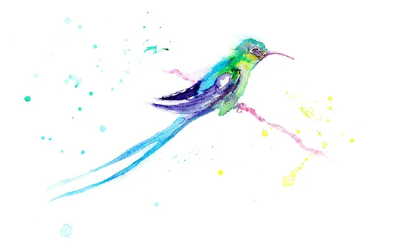 Aquarellzeichnung eines Vogels - ein Kolibri — Stockfoto